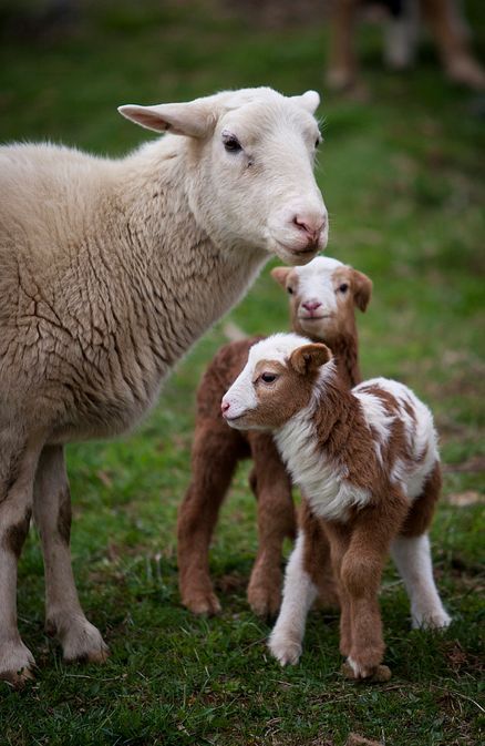 Moutons