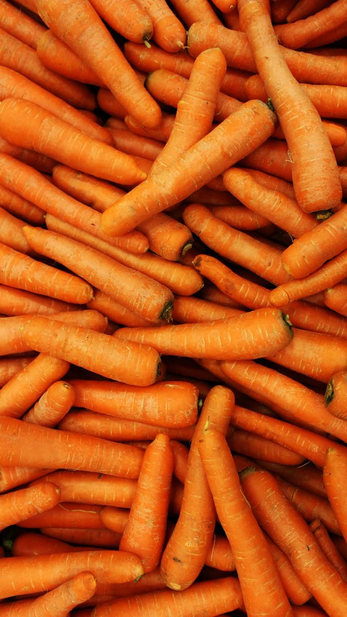 Carottes