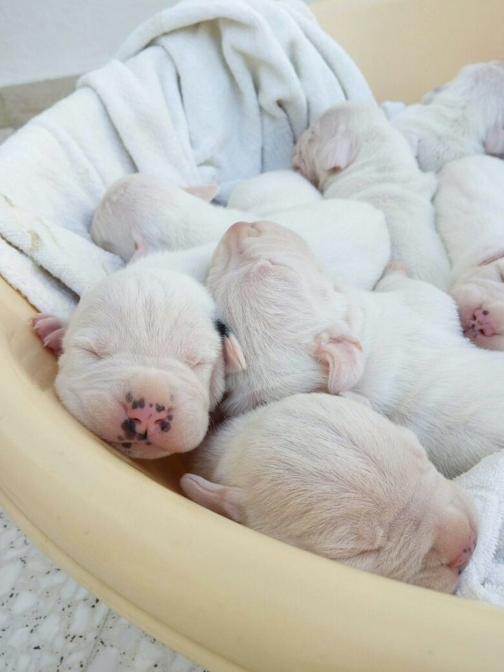 Chien de toutes races
