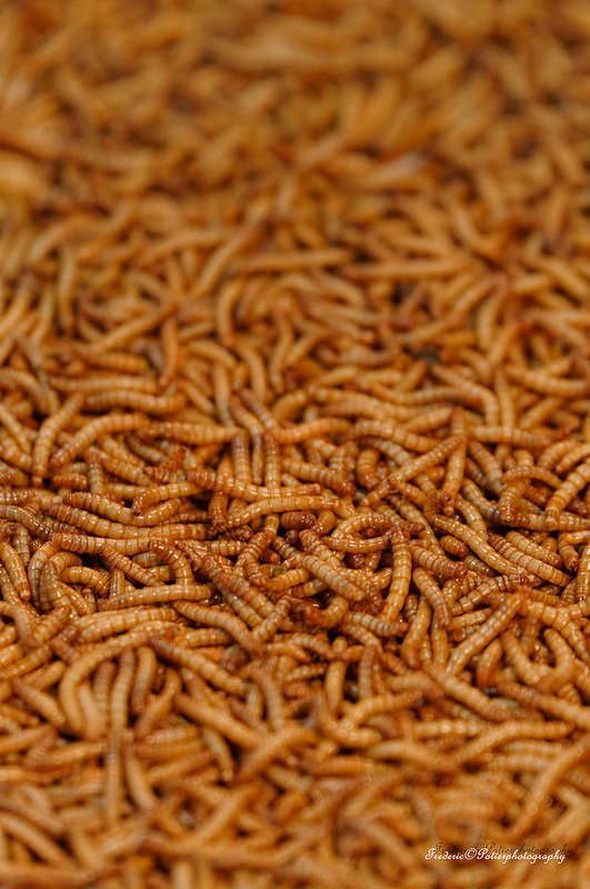 Insectes