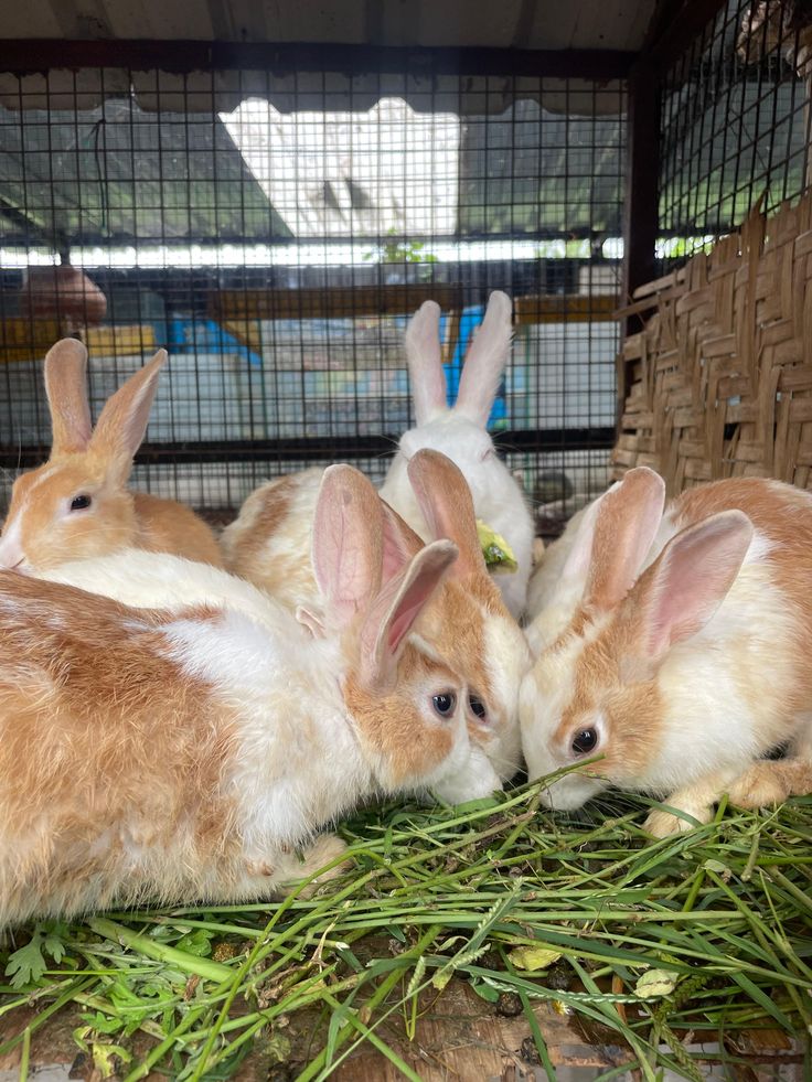 Lapins