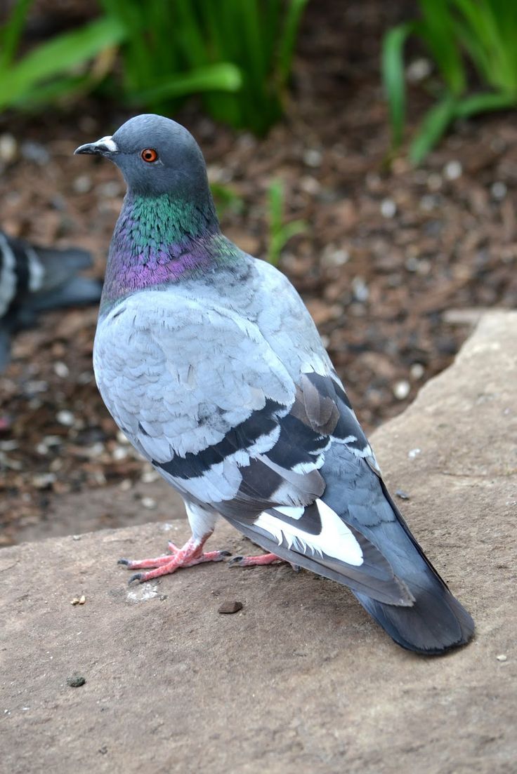 Pigeons