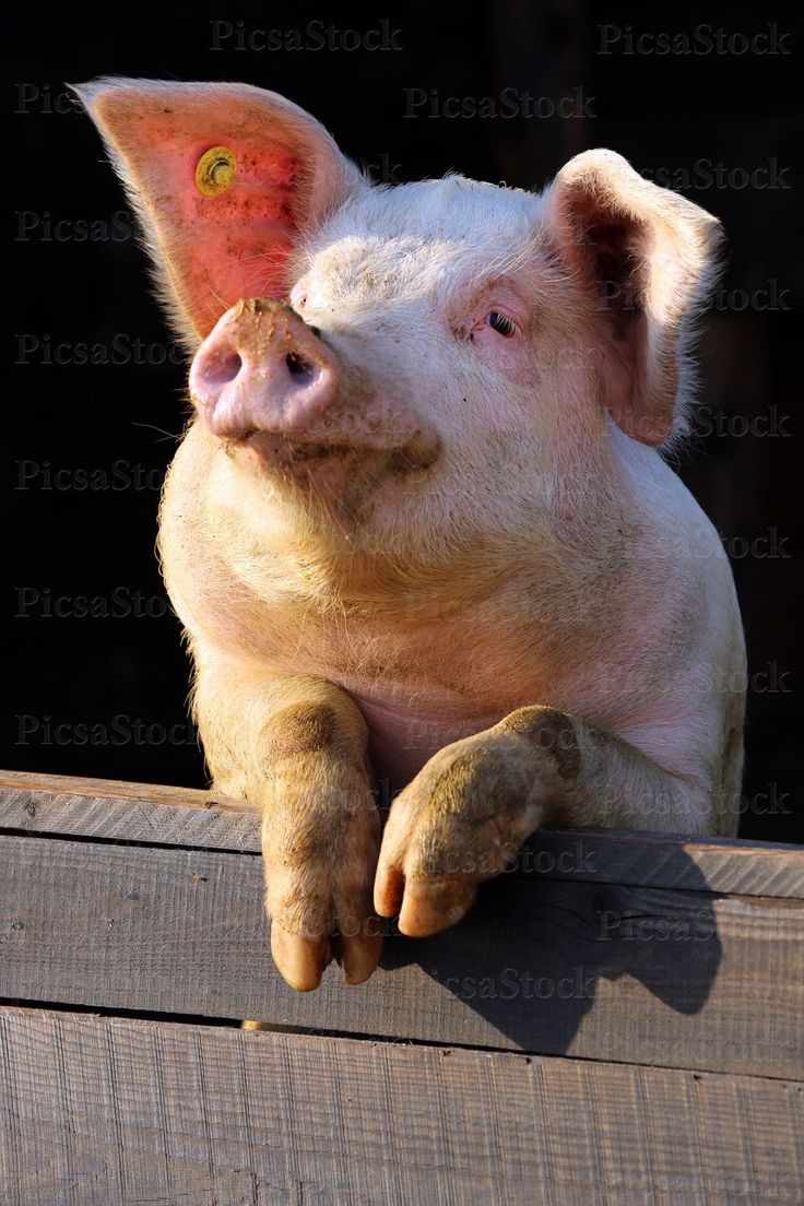 Porc