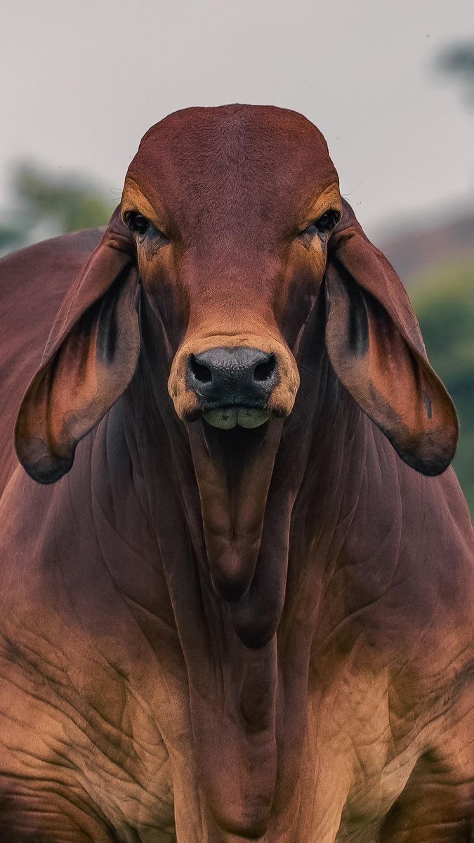 Vaches